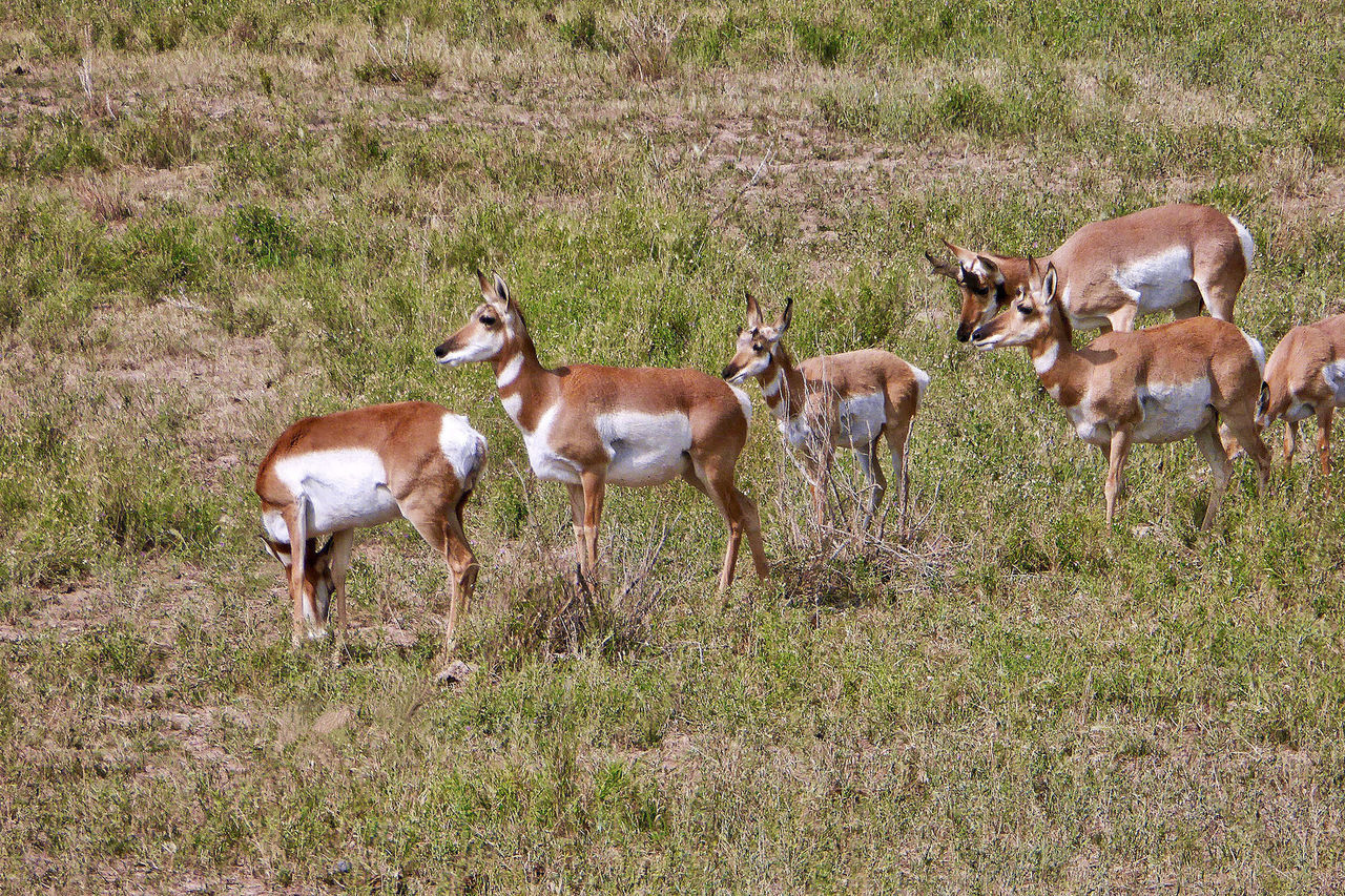 Pronghorns