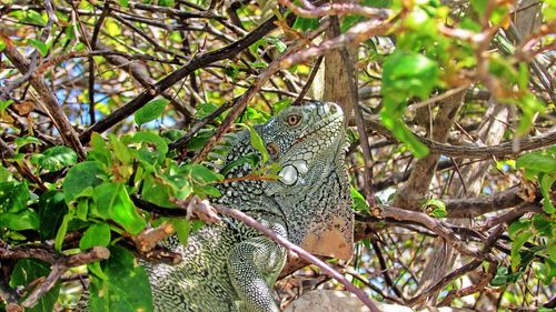 View of a lizard on tree