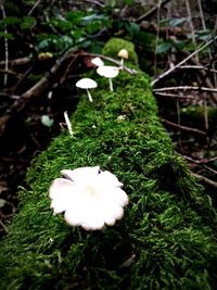 Close-up of mushroom growing on field