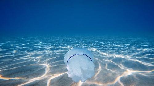 Big jellyfish swim underwater in the ocean
