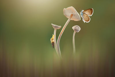 Close-up of butterfly on plant