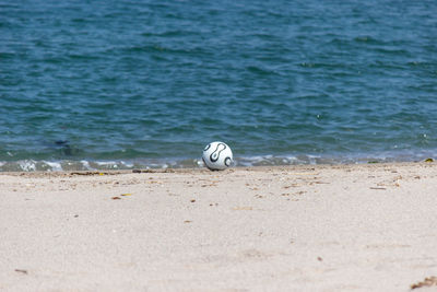 View of shells on beach