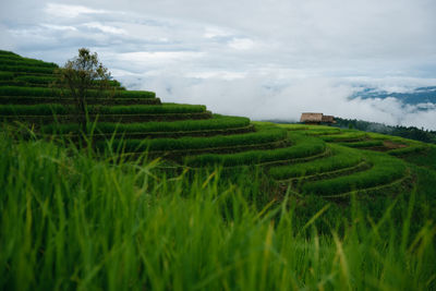 Scenic view of agricultural field against sky