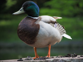 Close-up of mallard duck