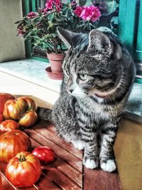 Close-up of cat sitting on table