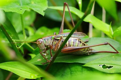 Close-up of insect on leaves