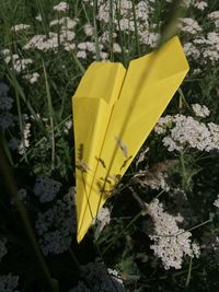 High angle view of yellow flowering plant on field