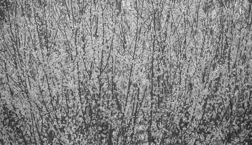 Full frame shot of tree