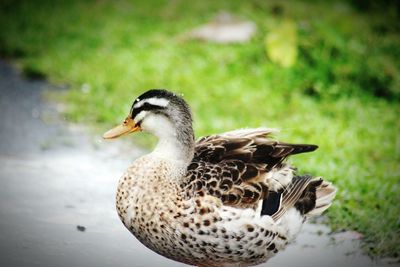 Close-up of mallard duck