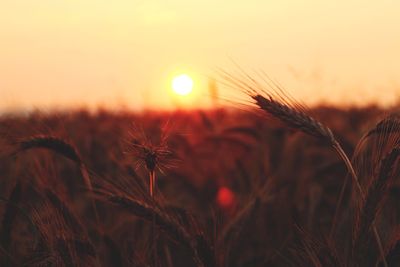 Close-up of wheat growing on field at sunset