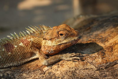Close-up of lizard on rock