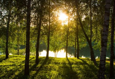 Trees in forest against bright sun