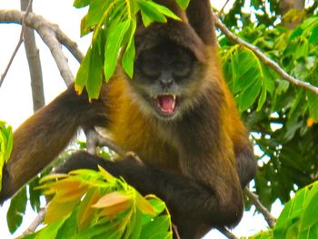 Low angle view of monkey on tree