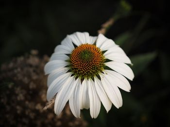 Close-up of white flower