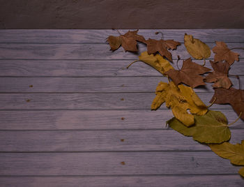 High angle view of yellow maple leaves on wooden table