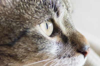 Close-up portrait of cat