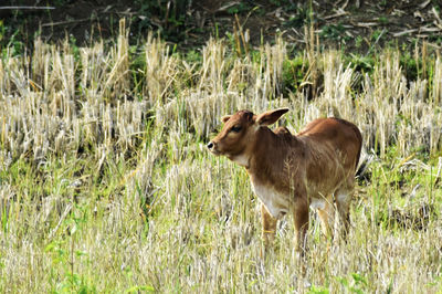 Lion standing in a field