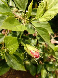 Close-up of honey bee on flower