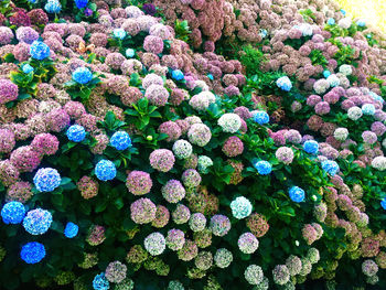 High angle view of flowering plants