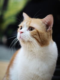 Close-up of cat looking up