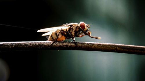 Close-up of fly on railing