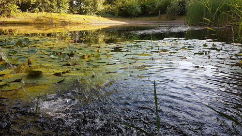 Water lily in lake