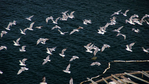 Flock of birds in water