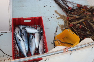 Fish in container