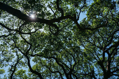 Low angle view of tree against sky on sunny day