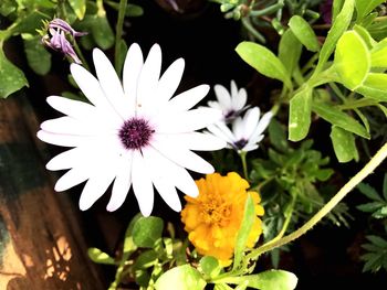 Close-up of white flowering plants