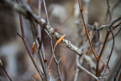 Close-up of dry leaves on branch