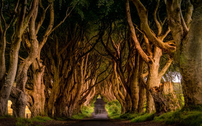 View of trees in the forest