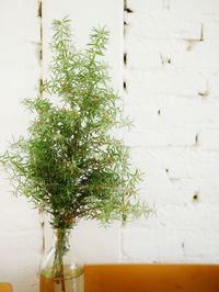 Close-up of potted plant