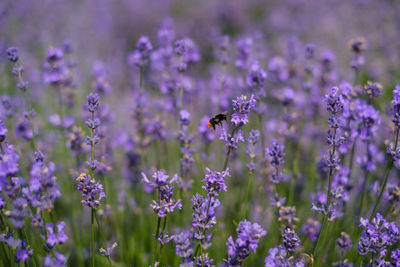 Close-up of bee pollinating on lavender