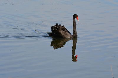 Swan swimming on lake