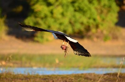 Bird flying over a water