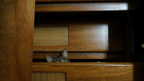 Portrait of cat hiding in drawer of cabinet