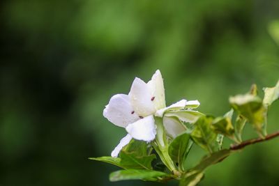 Close-up of white flowering plant