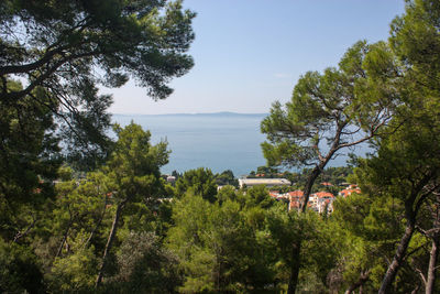 High angle view of trees by sea against sky