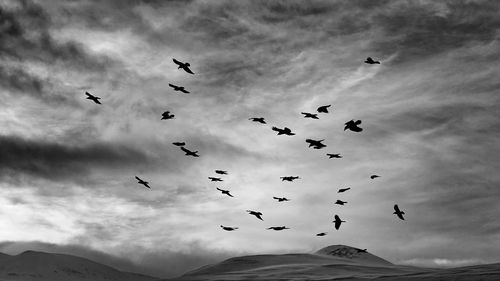 Low angle view of birds flying against sky