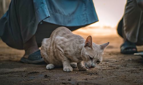 Low section of man and cat sitting outdoors