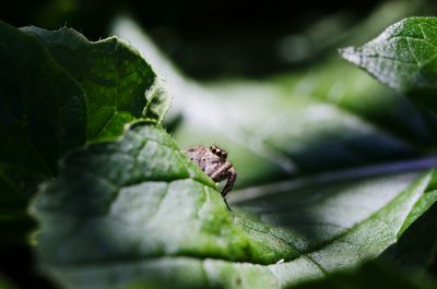 Close-up of insect on leaf