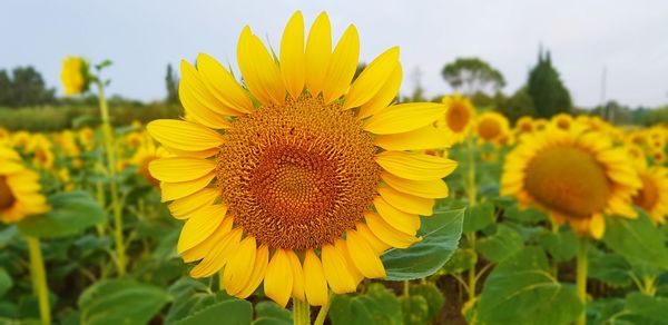 Sunflower  , 