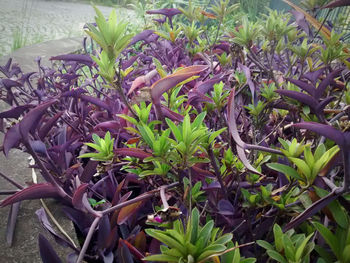 Plants growing outdoors