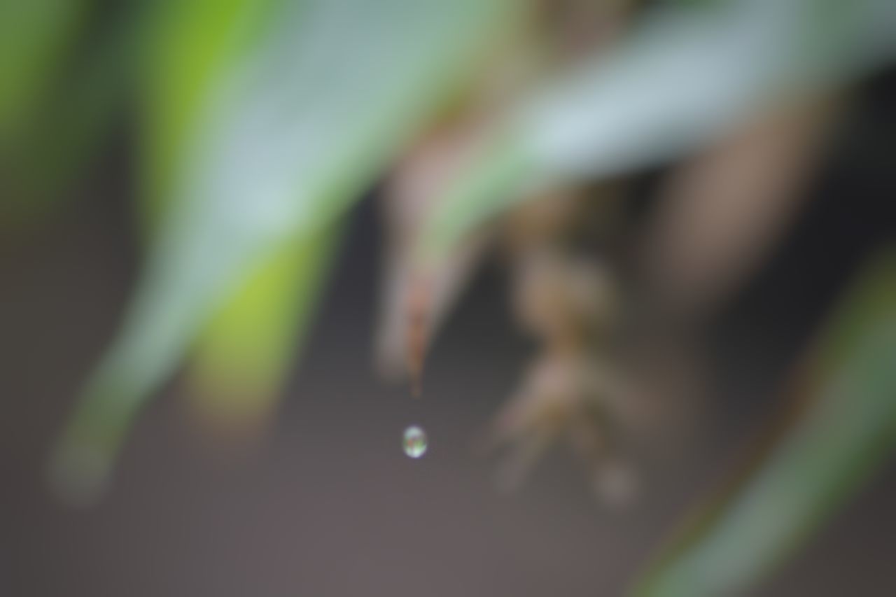 CLOSE-UP OF WATER DROP ON LEAF