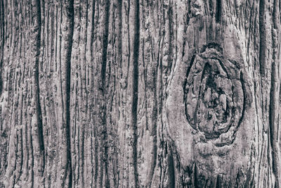 Full frame shot of tree trunk