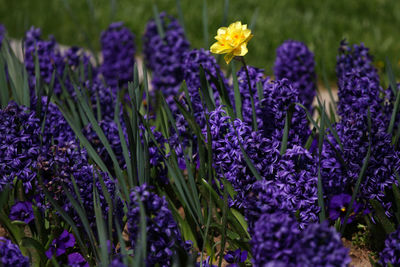 Close-up of purple lavender flowers in field