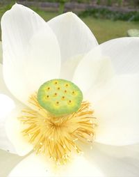 Close-up of white flower