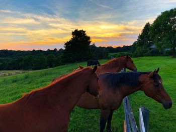 Horse in ranch against sky during sunset