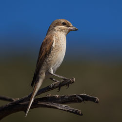 Low angle view of bird perching on branch against sky